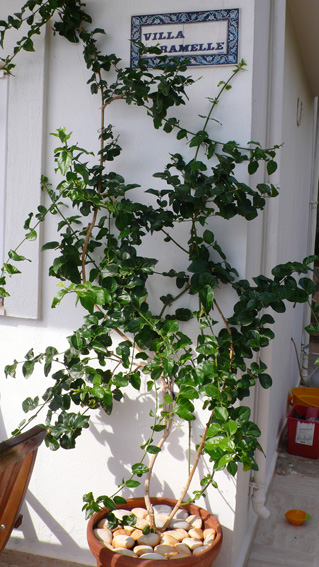Jasmine at Villa Paramelle