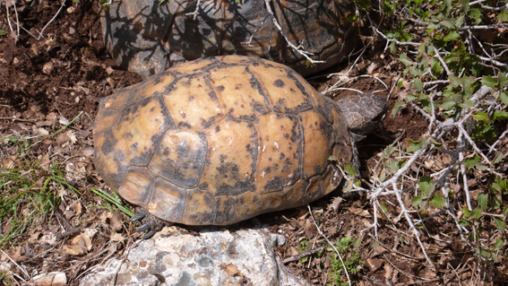 Local wild tortoise