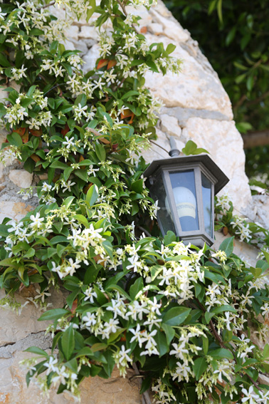 Fragrent jasmine outside gate of Villa Paramelle
