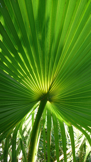 Tropical palms in private garden
