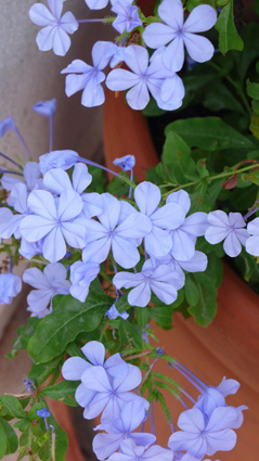 Plumbago flowering at Kalkan villa holiday rental